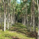 Dia da Amazônia: agricultores paraenses recuperam áreas degradadas com apoio da Emater Propriedade em Santa Maria do Pará, na região Guamá