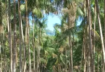 Dia da Amazônia: agricultores paraenses recuperam áreas degradadas com apoio da Emater Propriedade em Santa Maria do Pará, na região Guamá