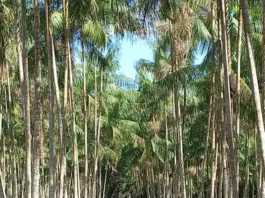 Dia da Amazônia: agricultores paraenses recuperam áreas degradadas com apoio da Emater Propriedade em Santa Maria do Pará, na região Guamá