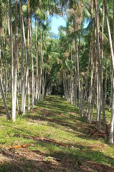 Propriedade em Santa Maria do Pará, na região Guamá