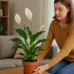 5 passos para decorar com lírio-do-amazonas sem comprometer a floração anual 5 passos para decorar com lírio-do-amazonas sem comprometer a floração anual