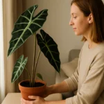 Erro de iluminação que está queimando folhas de sua alocasia sem você perceber Erro de iluminação que está queimando folhas de sua alocasia sem você perceber