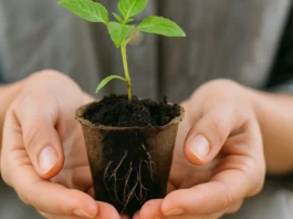 Erro fatal: por que adubar em excesso pode queimar raízes e matar mudas jovens Erro fatal por que adubar em excesso pode queimar raízes e matar mudas jovens