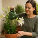 Lírio-branco: 6 dicas para floração abundante Lírio-branco 6 dicas para floração abundante