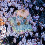 Setembro em Belém vibra com eventos do Círio de Nazaré 2025 Foto: Manoel Campos