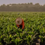 Rumo à COP30, Agropalma mostra que desenvolvimento e floresta podem caminhar juntos Reprodução Agropalma