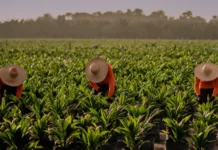 Rumo à COP30, Agropalma mostra que desenvolvimento e floresta podem caminhar juntos Reprodução Agropalma
