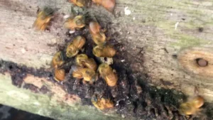 Foto: Mateus Costa/Sedap