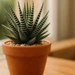 Cacto zebra: os cuidados essenciais para manter as listras vivas e sem manchas Cacto zebra os cuidados essenciais para manter as listras vivas e sem manchas