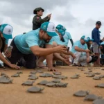Soltura de 3.500 quelônios no Xingu renova esperança e mobiliza voluntários Foto: Helder Lana - Norte Energia