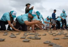 Soltura de 3.500 quelônios no Xingu renova esperança e mobiliza voluntários Foto: Helder Lana - Norte Energia