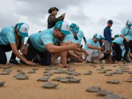 Soltura de 3.500 quelônios no Xingu renova esperança e mobiliza voluntários Foto: Helder Lana - Norte Energia