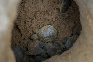 Foto: Helder Lana - Norte Energia