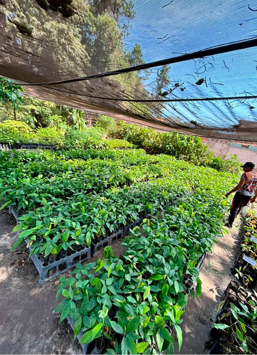 Cuido do meu quintal, das minhas plantas, e vejo resultado