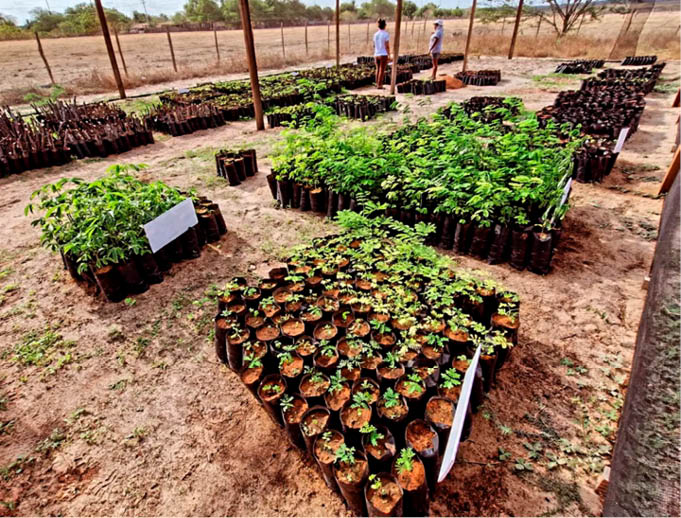 Projeto Quintais Produtivos transforma áreas residenciais do Marajó em espaços de agroecologia, gerando renda, segurança alimentar e cuidado ambiental