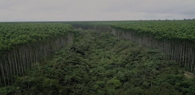Regeneração natural ganha força em Paragominas