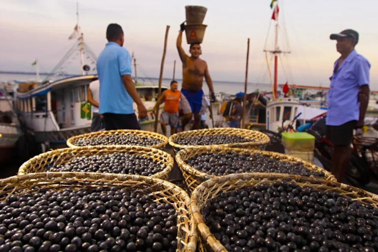 Exportações de açaí crescem 15.000% em dez anos