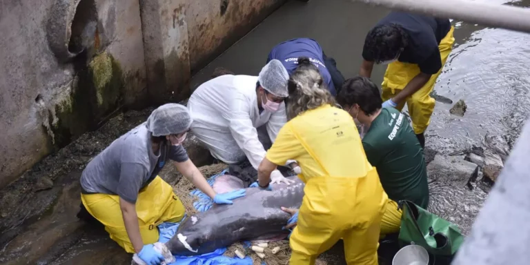 Foto: Carmem Helena / O Liberal