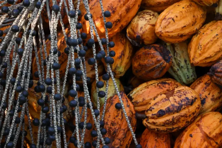 Edital libera recursos para inovar nas cadeias do açaí e do cacau
