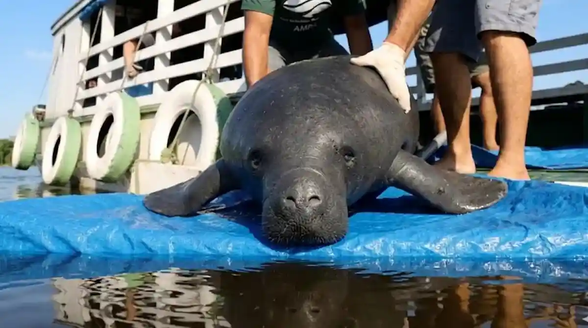 Entenda o papel vital do peixe-boi no equilíbrio da pesca amazônica