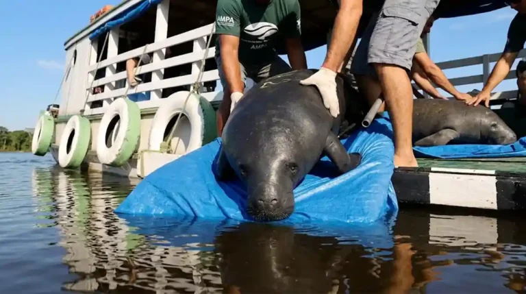 Um único peixe-boi da Amazônia pode consumir até 13% de seu peso corporal em vegetação aquática diariamente, atuando como uma verdadeira máquina biológica de fertilização que mantém o fluxo de nutrientes essencial para a produtividade pesqueira de toda a região. Recentemente, esse ciclo vital recebeu um reforço sem precedentes com a soltura de dez indivíduos na Reserva de Desenvolvimento Sustentável Piagaçu-Purus, elevando para 59 o número total de animais devolvidos à natureza pelo esforço conjunto do Instituto Nacional de Pesquisas da Amazônia (Inpa/MCTI) e da Associação Amigos do Peixe-boi (Ampa). Este marco não representa apenas uma vitória estatística, mas a consolidação de um protocolo de reabilitação que se tornou referência global para a preservação de mamíferos aquáticos em águas tropicais.A longa jornada da reabilitação científicaA jornada de um peixe-boi de volta ao seu habitat é um processo de paciência e rigor científico que pode durar anos. A maioria dos animais que chegam ao centro de reabilitação do Inpa são filhotes órfãos, cujas mães foram vítimas da caça ilegal, uma prática que, embora proibida, ainda persiste em regiões remotas. Sem o cuidado materno e o leite rico em gordura por até dois anos, esses pequenos mamíferos estariam condenados. No Inpa, eles recebem uma dieta balanceada e monitoramento veterinário constante até atingirem o tamanho e a saúde necessários para a próxima fase. O sucesso desse trabalho é visível no semblante dos pesquisadores e no vigor dos animais que, ao sentirem o cheiro do rio, demonstram instintos latentes de liberdade.O papel crucial do semicativeiro e da adaptaçãoA etapa mais crítica dessa transição ocorre em um ambiente de semicativeiro localizado na Fazenda Santa Rosa, no município de Iranduba. Trata-se de um lago seminatural onde os animais perdem o contato direto com seres humanos e passam a se alimentar exclusivamente de plantas aquáticas encontradas na natureza, como o capim-marmelada e os aguapés. Esse estágio é fundamental para que o sistema digestivo do animal se adapte à dieta selvagem e para que ele desenvolva a musculatura necessária para navegar contra as correntes dos grandes rios amazônicos. Durante esse período, os biólogos realizam exames clínicos exaustivos para garantir que nenhum patógeno de origem urbana seja levado para as populações selvagens, protegendo a integridade genética e sanitária da espécie.Logística e parcerias internacionais pela faunaVera da Silva, pesquisadora do Inpa e coordenadora do projeto, ressalta que alcançar números tão expressivos é um feito inédito em toda a América do Sul. A logística para transportar animais que podem pesar centenas de quilos por balsa através dos afluentes do Rio Amazonas é complexa e extremamente custosa. O suporte financeiro de instituições como o SeaWorld Conservation Fund tem sido o pilar que sustenta essas expedições, permitindo que a ciência brasileira mantenha sua excelência mesmo diante de desafios orçamentários. Cada animal solto recebe um cinto transmissor que permite o monitoramento via satélite ou rádio, fornecendo dados preciosos sobre o deslocamento e áreas de alimentação.Educação ambiental e o futuro das comunidadesNo entanto, a ciência sozinha não é capaz de garantir a sobrevivência do Trichechus inunguis. O componente humano, representado pelas comunidades ribeirinhas que vivem dentro e no entorno das Reservas de Desenvolvimento Sustentável, é o verdadeiro guardião desse progresso. Através de programas intensivos de educação ambiental e sensibilização promovidos pela Ampa, o projeto transforma antigos caçadores em monitores ambientais. A presença do peixe-boi nos rios é um indicador direto da saúde do ecossistema, pois ao pastarem, eles impedem o entupimento de canais por vegetação excessiva e seus dejetos alimentam o fitoplâncton, que por sua vez sustenta os estoques de peixes que alimentam as famílias locais.Atualmente, o plantel do Inpa abriga mais de 50 animais em diferentes estágios de recuperação, incluindo 12 filhotes resgatados apenas no último ano. Esse fluxo constante de entrada revela que, embora a conservação esteja avançando, a pressão antrópica sobre a fauna amazônica continua elevada. O trabalho preventivo nas escolas da região busca quebrar o ciclo da caça através do conhecimento, ensinando às novas gerações que um peixe-boi vivo vale muito mais para o equilíbrio da floresta do que o consumo imediato de sua carne. O engajamento da comunidade de Piagaçu-Purus serve de modelo para outras unidades de conservação, provando que o desenvolvimento sustentável é o único caminho para a coexistência harmoniosa.Box Lateral: Curiosidades sobre o Jardineiro das ÁguasPeso e Tamanho: Um adulto pode chegar a 450 kg e medir até 3 metros de comprimento.Audição Apurada: Apesar de olhos pequenos, possuem uma audição excelente para detectar motores de barcos a longas distâncias.Exclusividade: O peixe-boi da Amazônia é a única espécie da família que vive exclusivamente em água doce.Longevidade: Em ambiente preservado, esses animais podem viver por mais de 50 anos.Papel Ecológico: São fundamentais para a ciclagem de nutrientes, transformando biomassa vegetal em fertilizante natural para o rio.Ao ver o rastro da cauda de um peixe-boi submergindo nas águas barrentas do Purus, compreendemos que cada vida devolvida ao rio é uma promessa de que o coração pulsante da Amazônia ainda tem força para se regenerar.