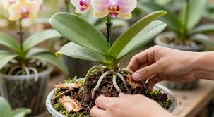 Orquidea com folhas enrugadas: desidratacao ou raiz morta