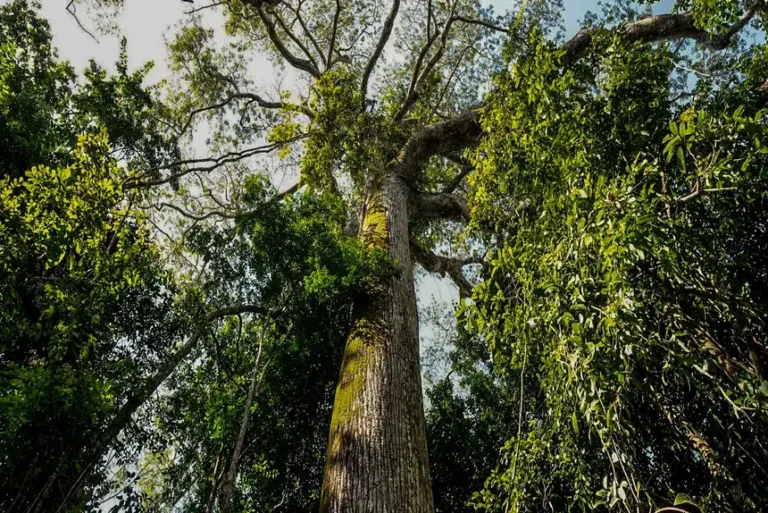 O avanço do Plano Estadual Amazônia Agora impulsiona a sustentabilidade e protege os ecossistemas no município de Curuçá