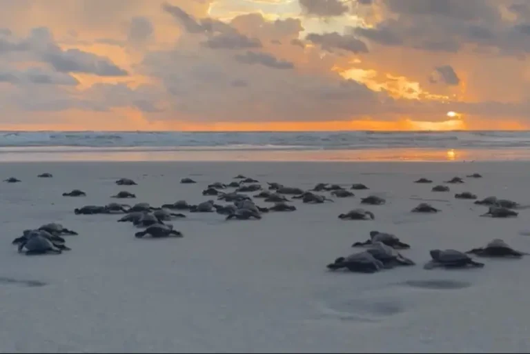 Filhotes de tartaruga ameaçada nascem em praia do Pará e ganham o mar