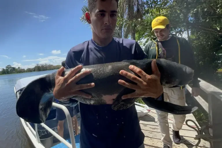 Biólogos correm contra o tempo para salvar filhotes de peixe-boi no Pará