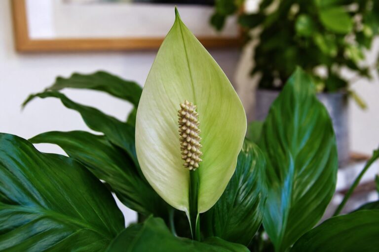 Lírio da paz com flor verde: não é doença e tem explicação.