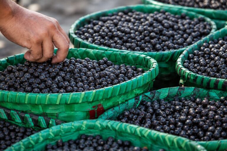 Açaí ganha protagonismo em encontro climático da Amazônia e será debatido como estratégia para desenvolvimento sustentável da região