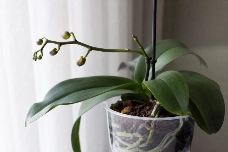 Orquídea sem flor há meses: o segredo para ela voltar a florir