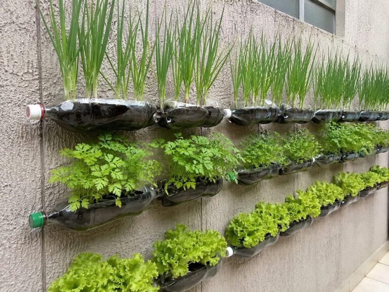 Horta em garrafa PET: como plantar temperos sem gastar muito
