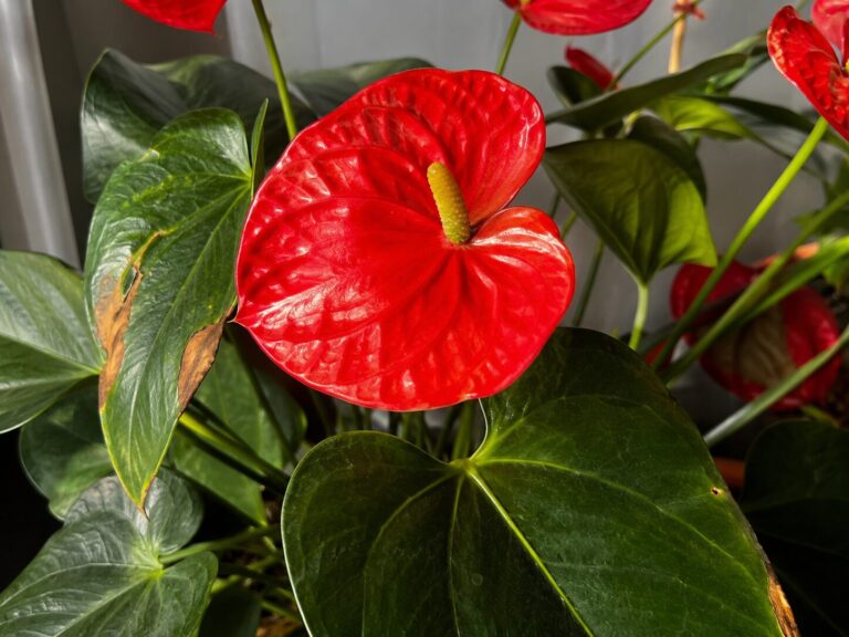 Antúrio vermelho com folhas queimadas: sol demais é o problema