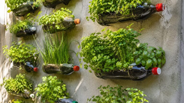 Horta em garrafa PET: temperos de graça na sua janela