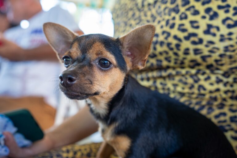 Parauapebas sanciona Lei Amanda Lima para proteção de animais