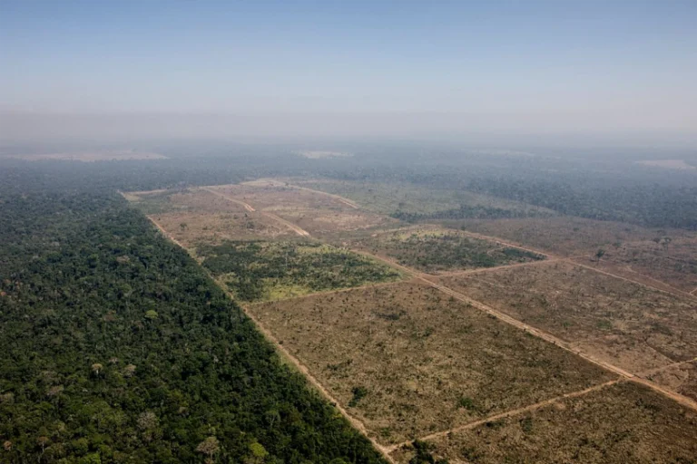 Senado aprova redução da FLONA Jamanxim: Pará tem 40% da área rebaixada