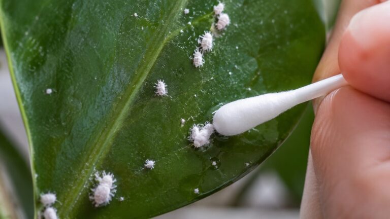 Algodão branco na planta é praga: elimine a cochonilha com segurança usando álcool
