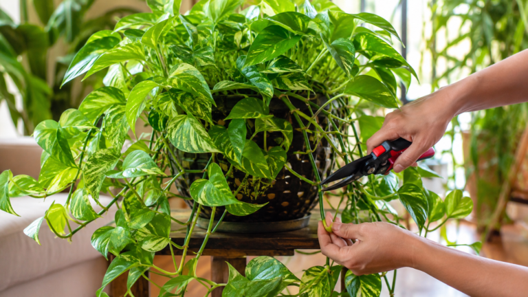 Jiboia crescendo demais: como podar sem deixar a planta feia