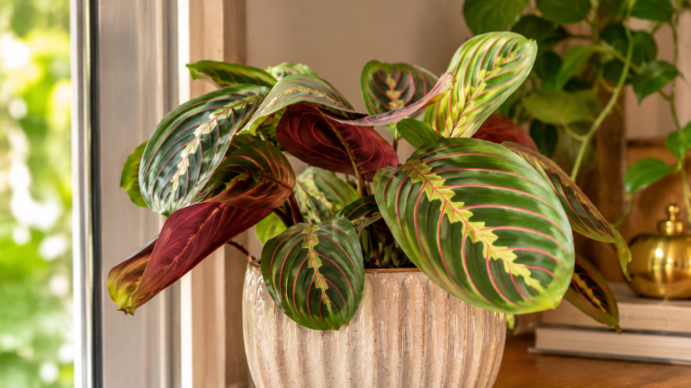 Maranta enrolando as folhas: o que ela está tentando mostrar?