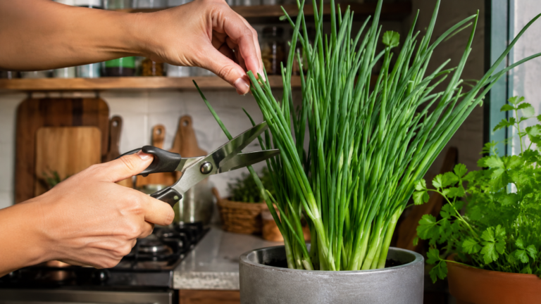 Cebolinha que cresce e depois enfraquece: como renovar a plantinha sem começar do zero