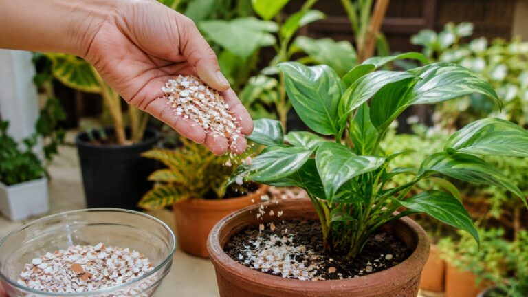 Casca de ovo nas plantas funciona mesmo? Descubra quando ela ajuda e quando atrapalha