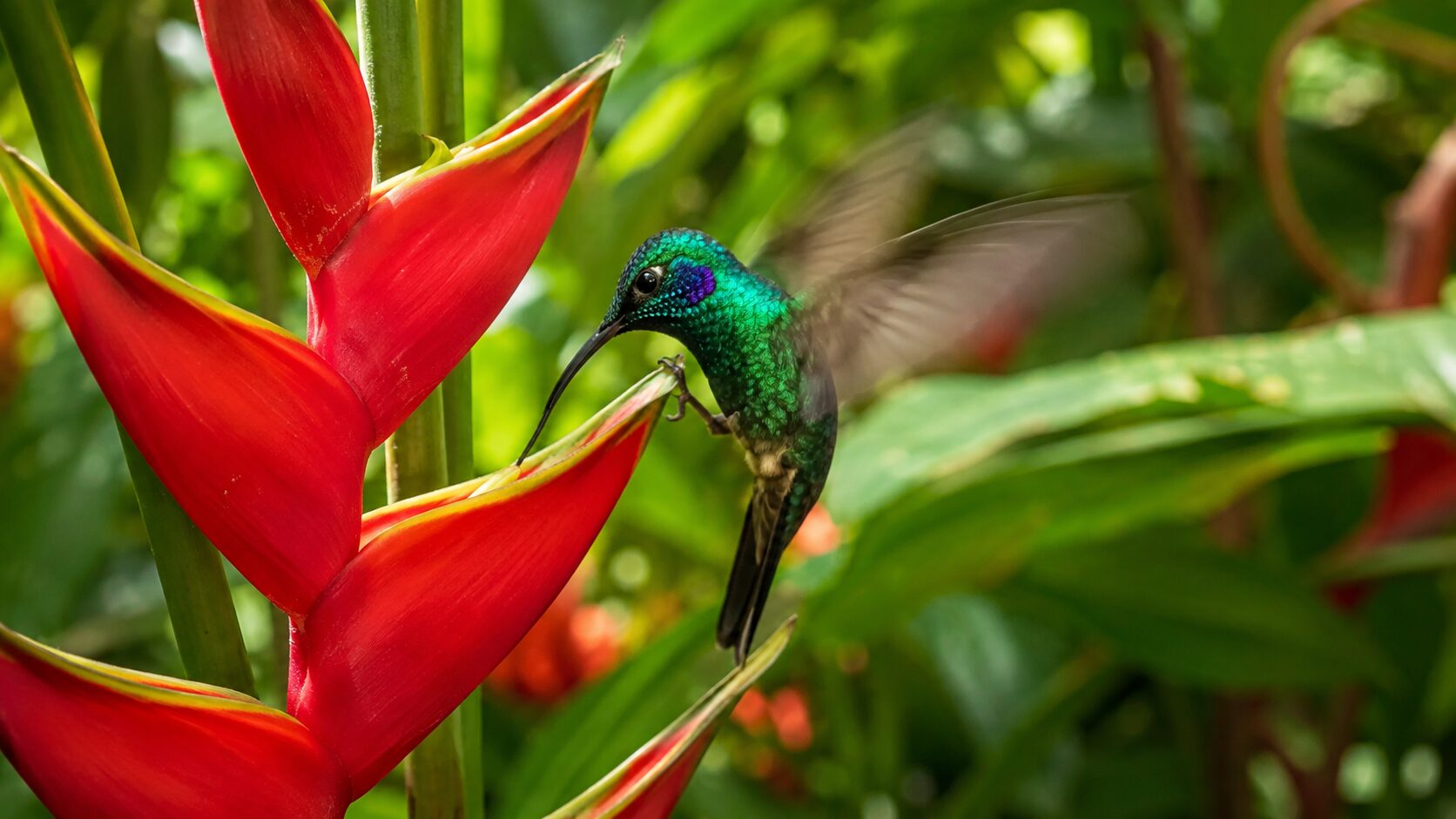 Beija flor no jardim: 3 plantas que atraem visitas todos os dias Beija flor no jardim: 3 plantas que atraem visitas todos os dias