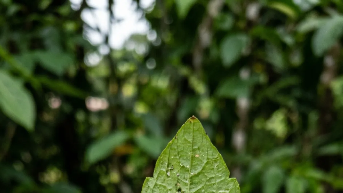 Cochonilha se instala sob a folha e exige inspeção a cada 7 dias no calor úmido do quintal do Pará Cochonilha se instala sob a folha e exige inspeção a cada 7 dias no calor úmido do quintal do Pará