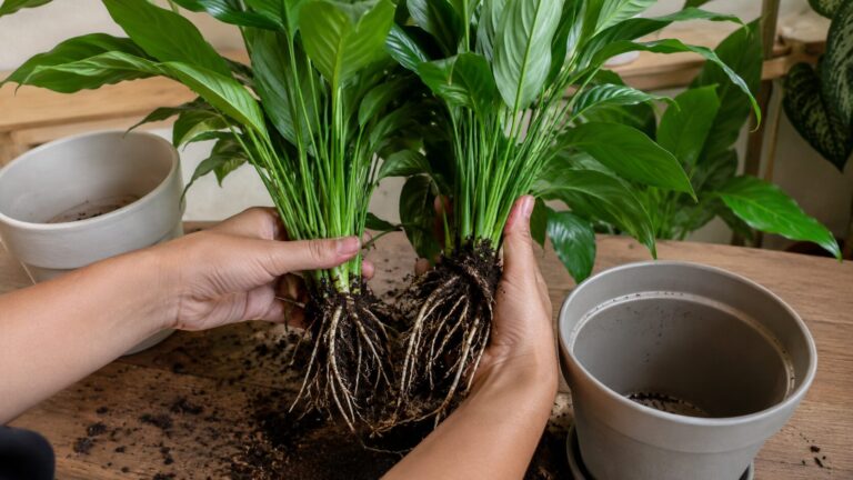 Multiplicar lírio da paz: aprenda a dividir a touceira e ganhar novas plantas