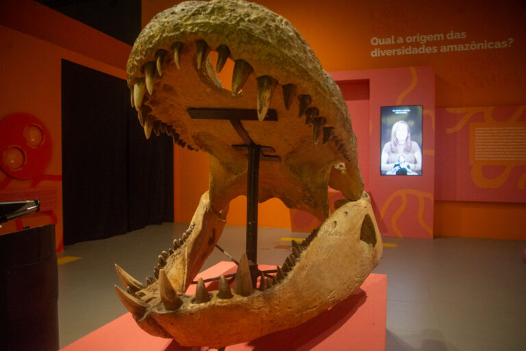 Diversidades Amazônicas: exposição no Museu Goeldi convida visitantes a uma viagem pelas origens da floresta