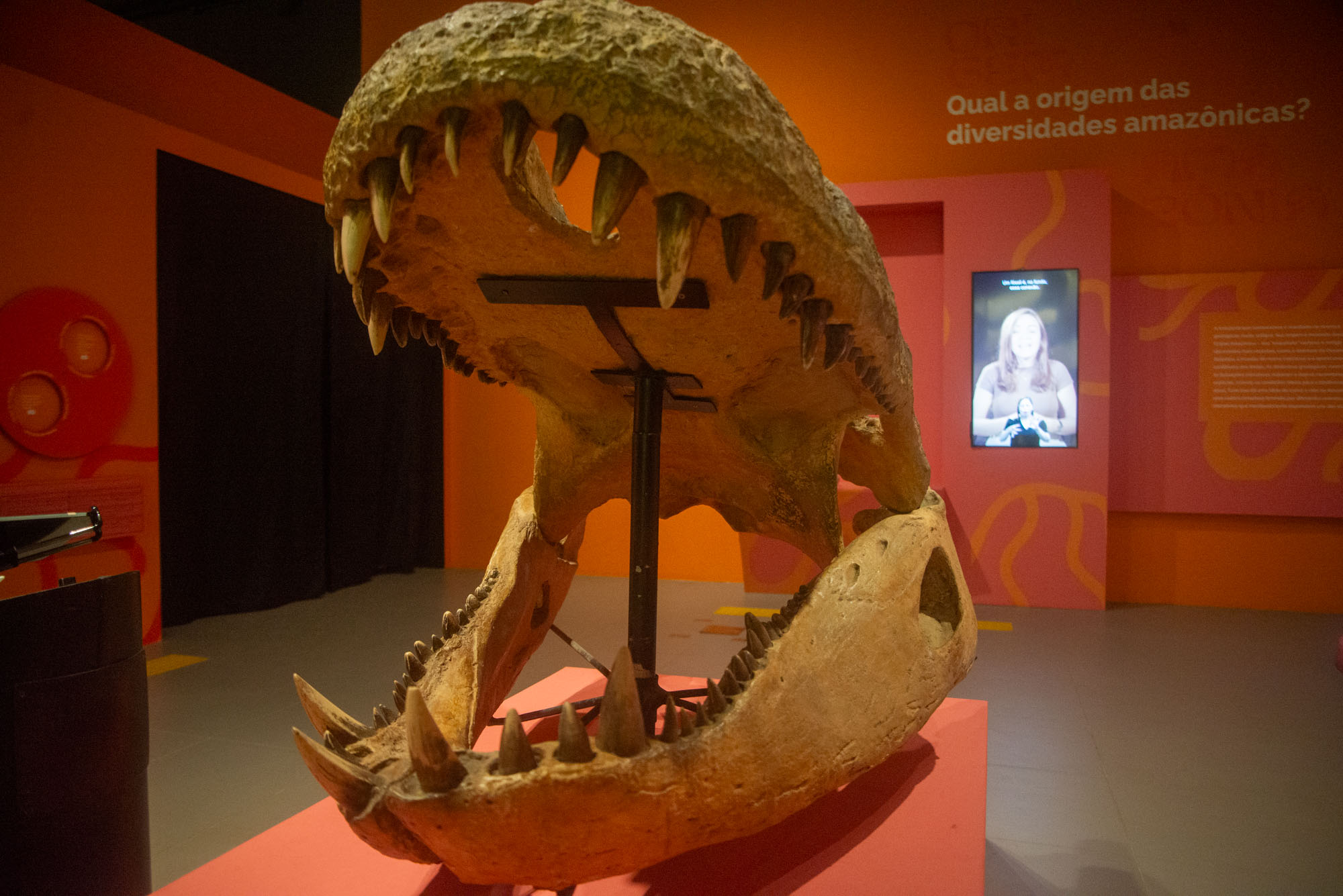 Diversidades Amazônicas: exposição no Museu Goeldi convida visitantes a uma viagem pelas origens da floresta Diversidades Amazônicas: exposição no Museu Goeldi convida visitantes a uma viagem pelas origens da floresta