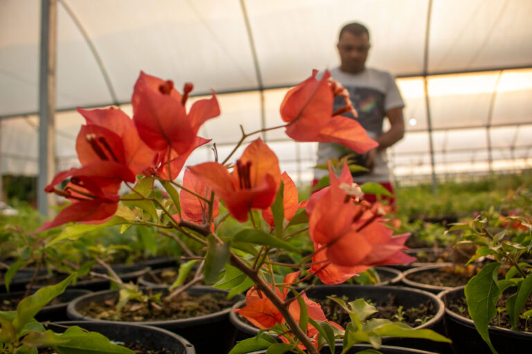 As cores da terra: a força da floricultura em Santa Izabel do Pará