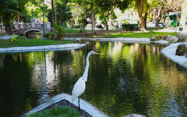 Prefeitura reforça resgate e cuidado com garças na Praça Batista Campos, em Belém Prefeitura reforça resgate e cuidado com garças na Praça Batista Campos, em Belém