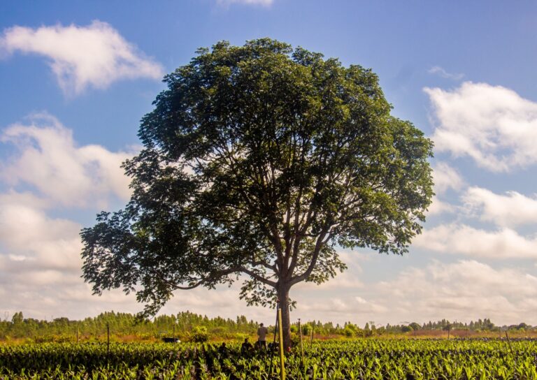 Dia da Árvore: a importância de preservar a natureza e valorizar as florestas do Pará